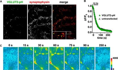 VGLUT2 Trafficking Is Differentially Regulated by Adaptor Proteins AP-1 and AP-3